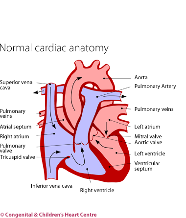 Normal cardiac anatomy
